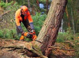 Best Tree Maintenance Programs  in Newburg, WI