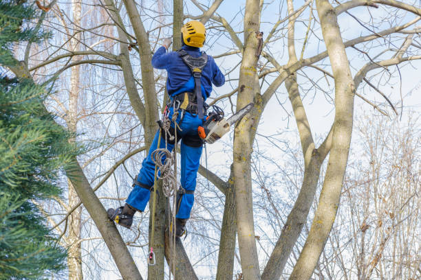 Best Root Management and Removal  in Newburg, WI