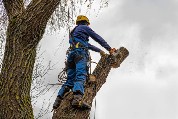 Best Tree Mulching  in Newburg, WI