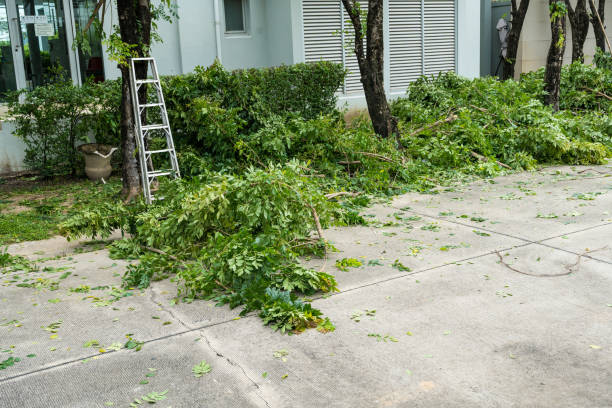 How Our Tree Care Process Works  in  Newburg, WI