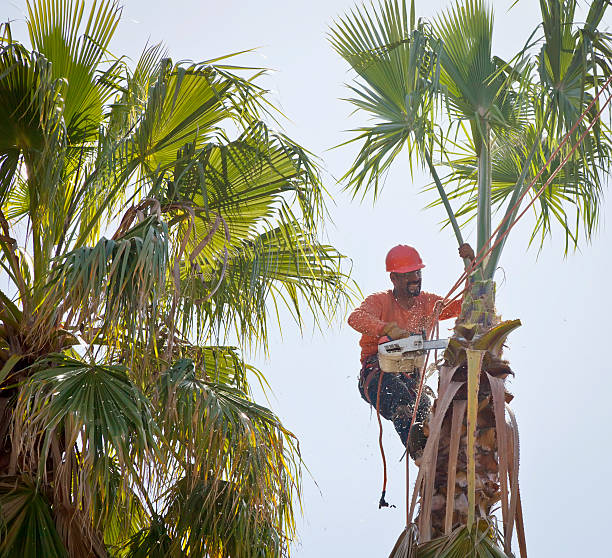 Best Tree Disease Treatment  in Newburg, WI