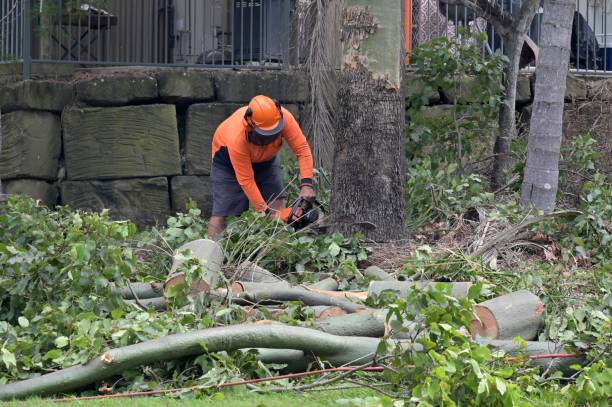 Best Hazardous Tree Removal  in Newburg, WI