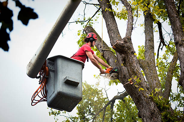 Reliable Newburg, WI Tree Services Solutions