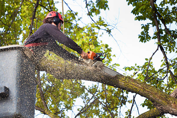 Best Utility Line Clearance  in Newburg, WI